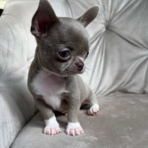 Teacup Chihuahua puppy for sale