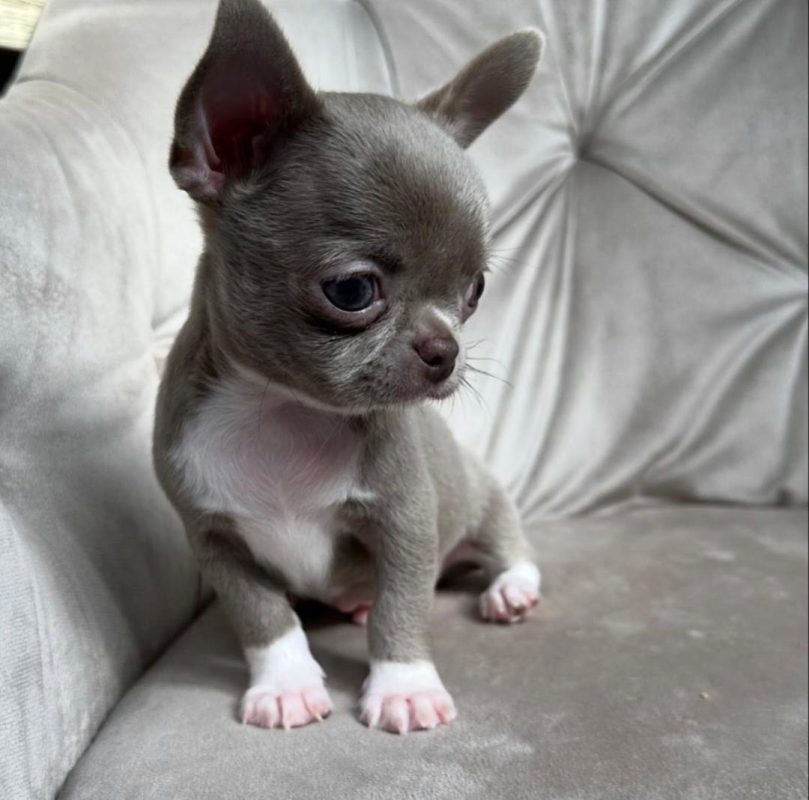 Teacup Chihuahua puppy for sale
