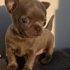 Applehead Teacup Chihuahua Puppies for sale