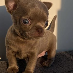 Applehead Teacup Chihuahua Puppies for sale