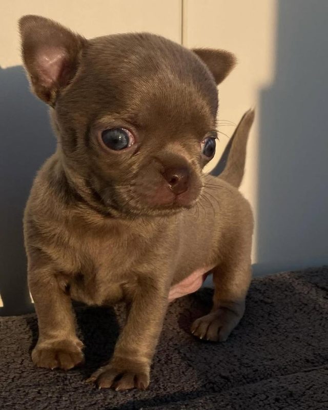 Applehead Teacup Chihuahua Puppies for sale
