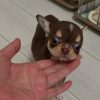 Cheap Teacup Chihuahua Puppies for Sale