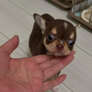 Cheap Teacup Chihuahua Puppies for Sale