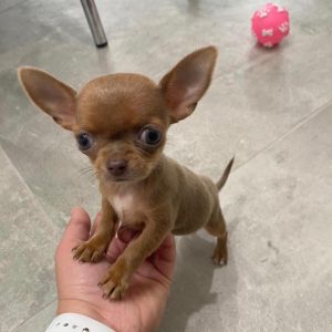 Female Teacup Chihuahua for adoption