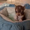 Black Teacup Chihuahua Puppies for Sale