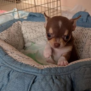 Black Teacup Chihuahua Puppies for Sale