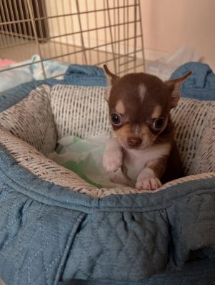 Male Teacup Chihuahua puppy for adoption