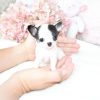 Tiny Teacup Chihuahua Puppies for sale