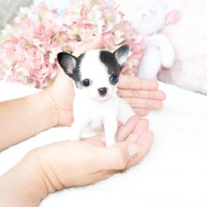Tiny Teacup Chihuahua Puppies for sale