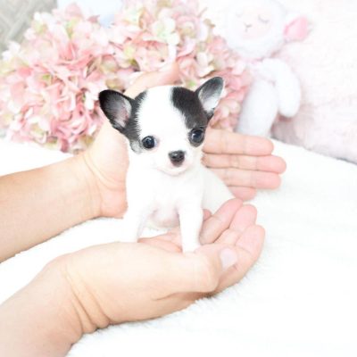 Adopt Teacup Chihuahua puppy