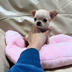 Female Teacup Chihuahua for sale