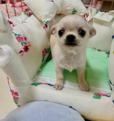 Female Teacup Chihuahua for sale