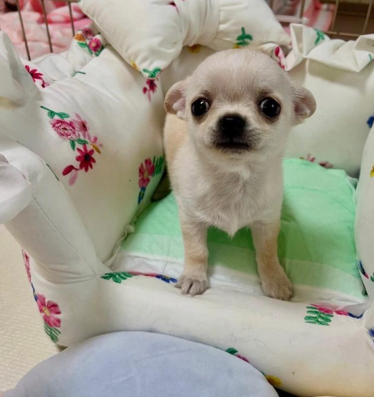 Female Teacup Chihuahua for sale