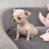 Teacup Chihuahua Puppies for Sale Near me