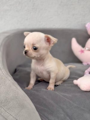Teacup Chihuahua puppy available