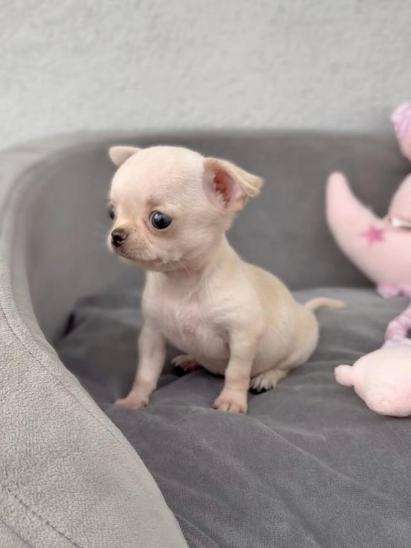 Teacup Chihuahua Puppies for Sale Near me